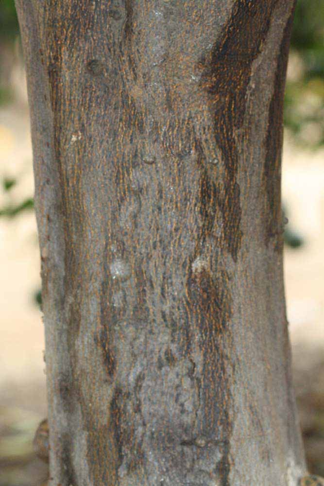            Bark (Riverside, CA)   
